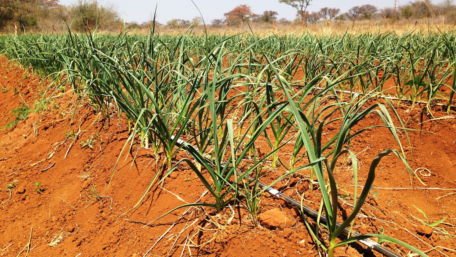 Using sustainable farming to mobilise Zimbabwean pastors to mission